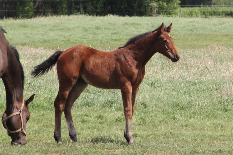 Civanna vd Holsteinerhoeve Z